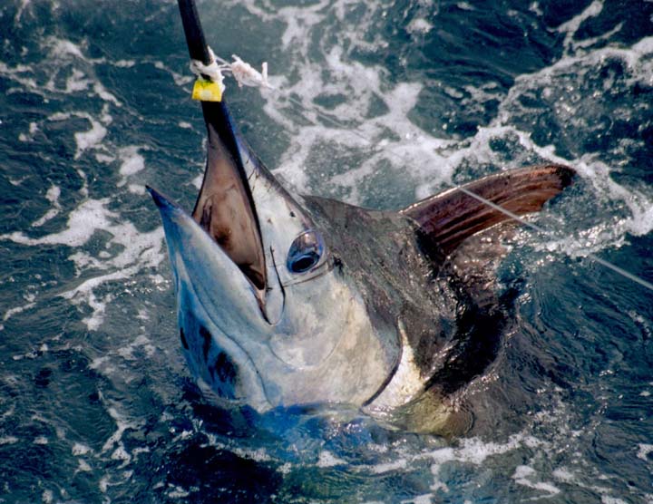 22 marlin