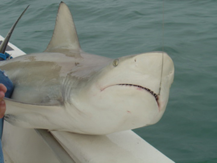 26 SHARK ON BOAT RAIL