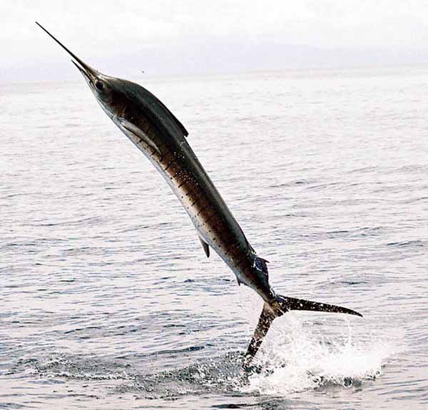 3-SAIL-FISH-JUMPING