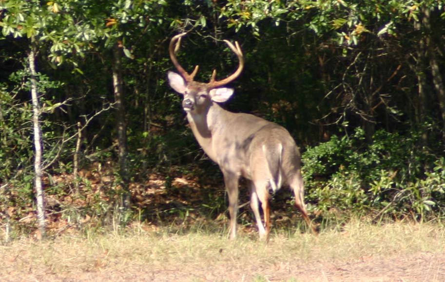 4 BIG BUCK-ALABAMA