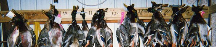 DUCK ROW